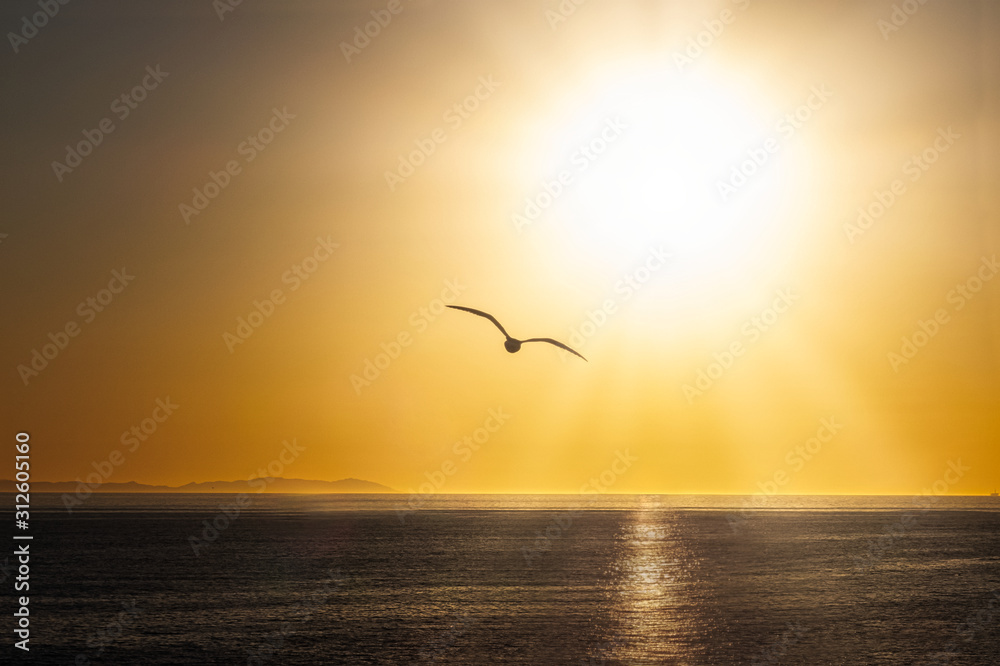 A seagull flying over the Pacific Ocean during the sunset