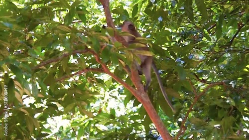 Macaque monkey climb up tree and eat in forest at dayang bunting island. photo