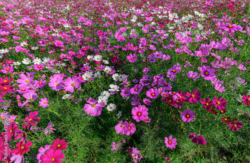 Fototapeta Naklejka Na Ścianę i Meble -  Beautiful cosmos flowers blooming in cosmos field