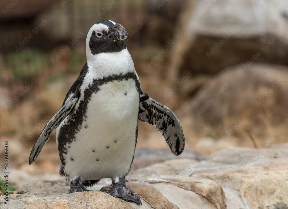 Naklejka premium African Penguin (Spheniscus demersus) body closeup