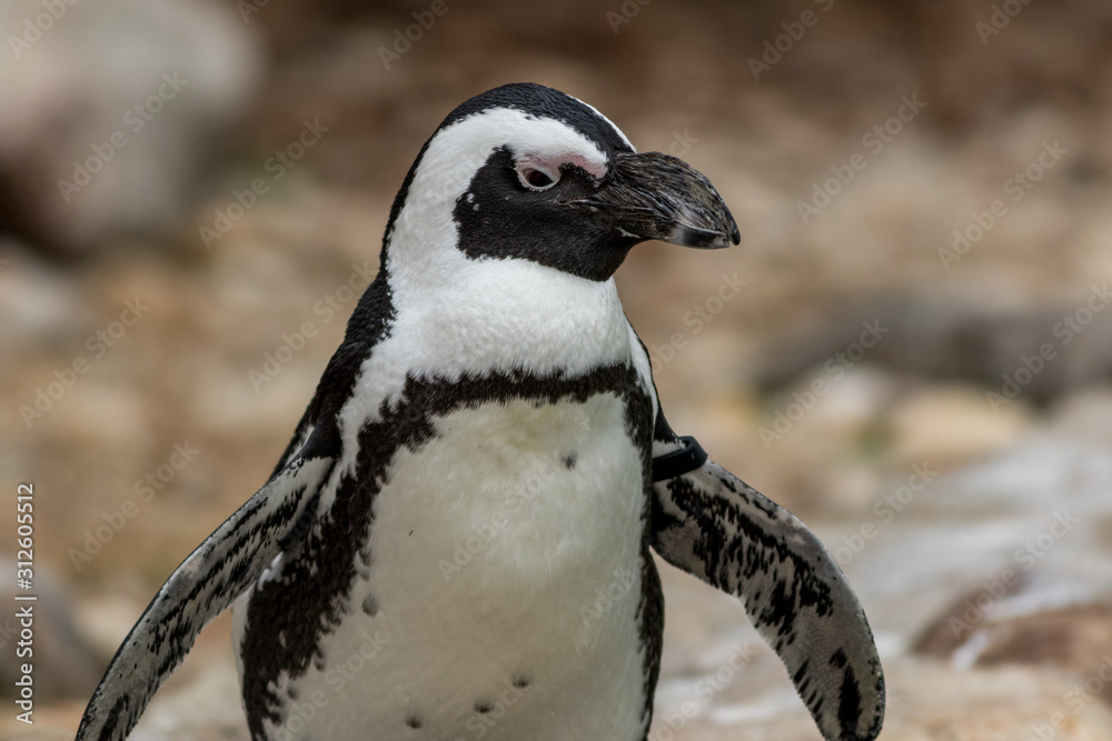 Naklejka premium African Penguin (Spheniscus demersus) body closeup