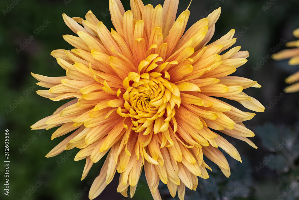Beautiful yellow chrysanthemums close up in autumn Sunny day in the garden. Autumn flowers. Flower head Beautiful yellow chrysanthemums close up in autumn Sunny day in the garden. Autumn flowers. Flower head