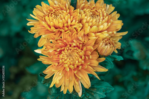 Beautiful  yellow chrysanthemums close up in autumn Sunny day in the garden. Autumn flowers. Flower head