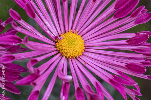 Beautiful  purple chrysanthemums close up in autumn Sunny day in the garden. Autumn flowers. Flower head