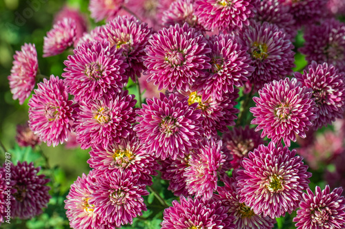Beautiful  chrysanthemums close up in autumn Sunny day in the garden. Autumn flowers. Flower head