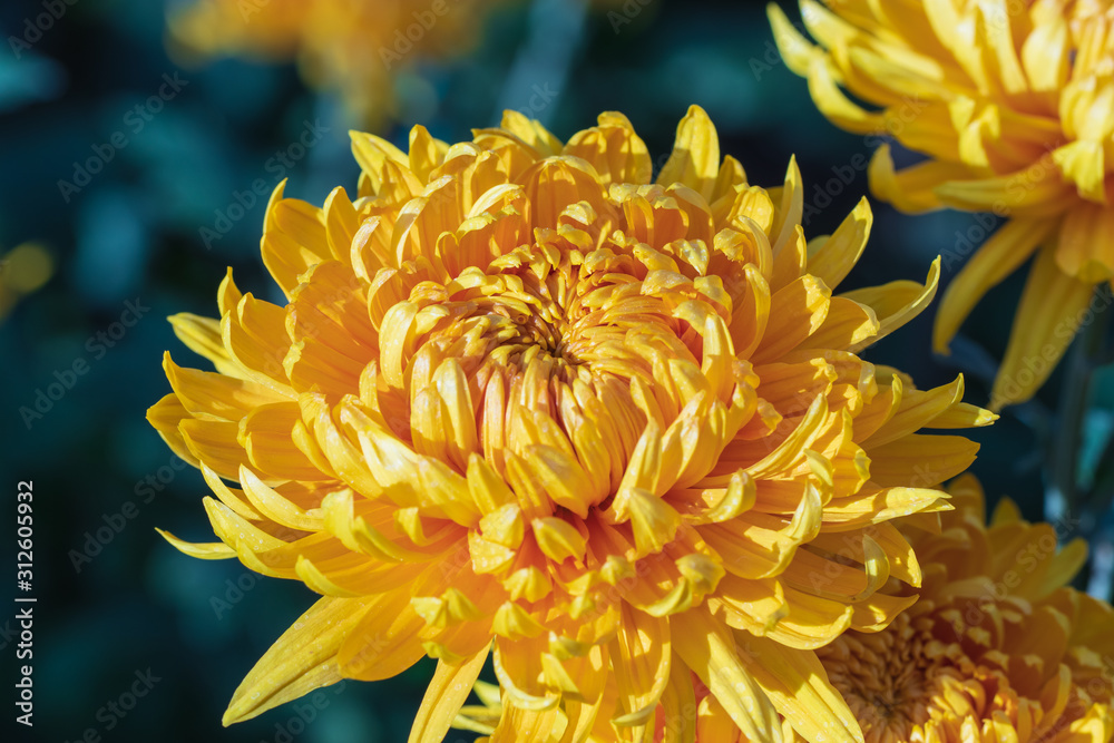 Beautiful  yellow chrysanthemums close up in autumn Sunny day in the garden. Autumn flowers. Flower head