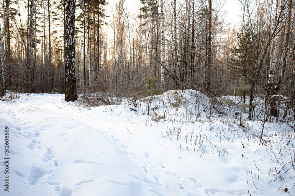 Fototapeta premium Snowy dense forest in winter on a frosty morning