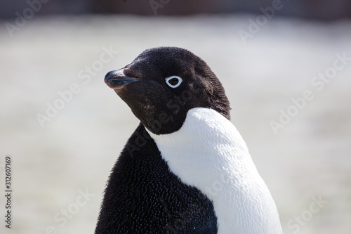 Adele penguin in Antarctica photo