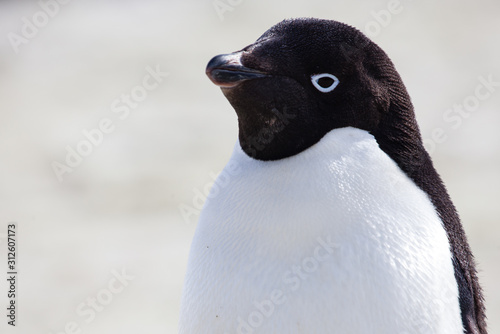 Adele penguin in Antarctica photo