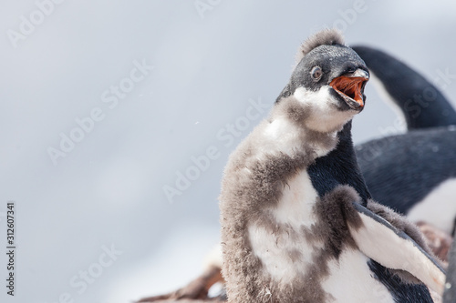 Adele penguin in Antarctica photo