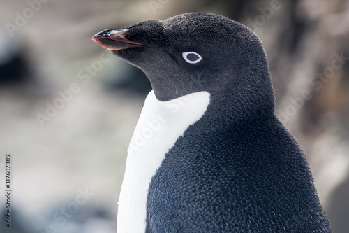 Adele penguin in Antarctica photo