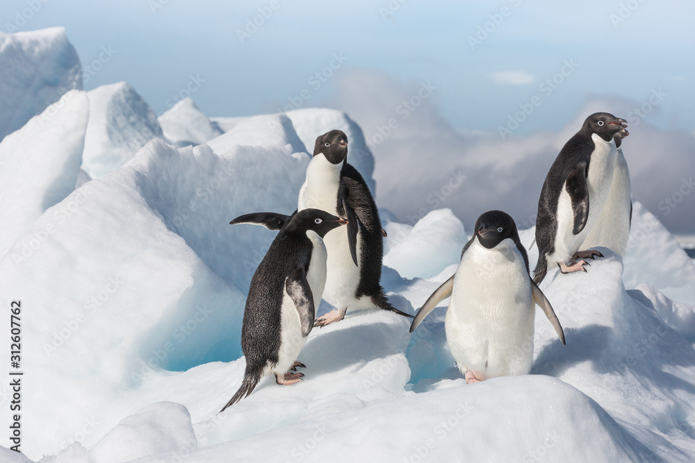 Fototapeta premium Adele Penguin on Ice in Antarctica