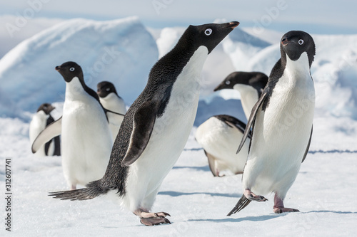 Adele Penguin on Ice in Antarctica