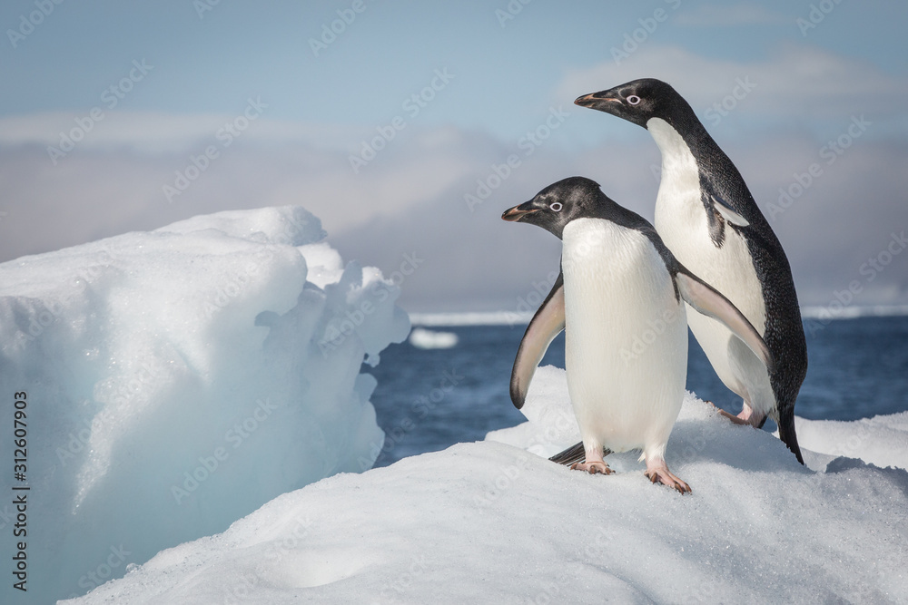 Adele Penguin on Ice in Antarctica