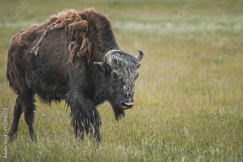 The iconic and powerful Bison bull