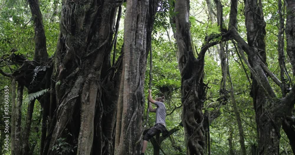 Young Caucasian male climbing on a huge tree with hanging vines in the dense green jungle. Young Caucasian male climbing on a huge tree with hanging vines in the dense green jungle.