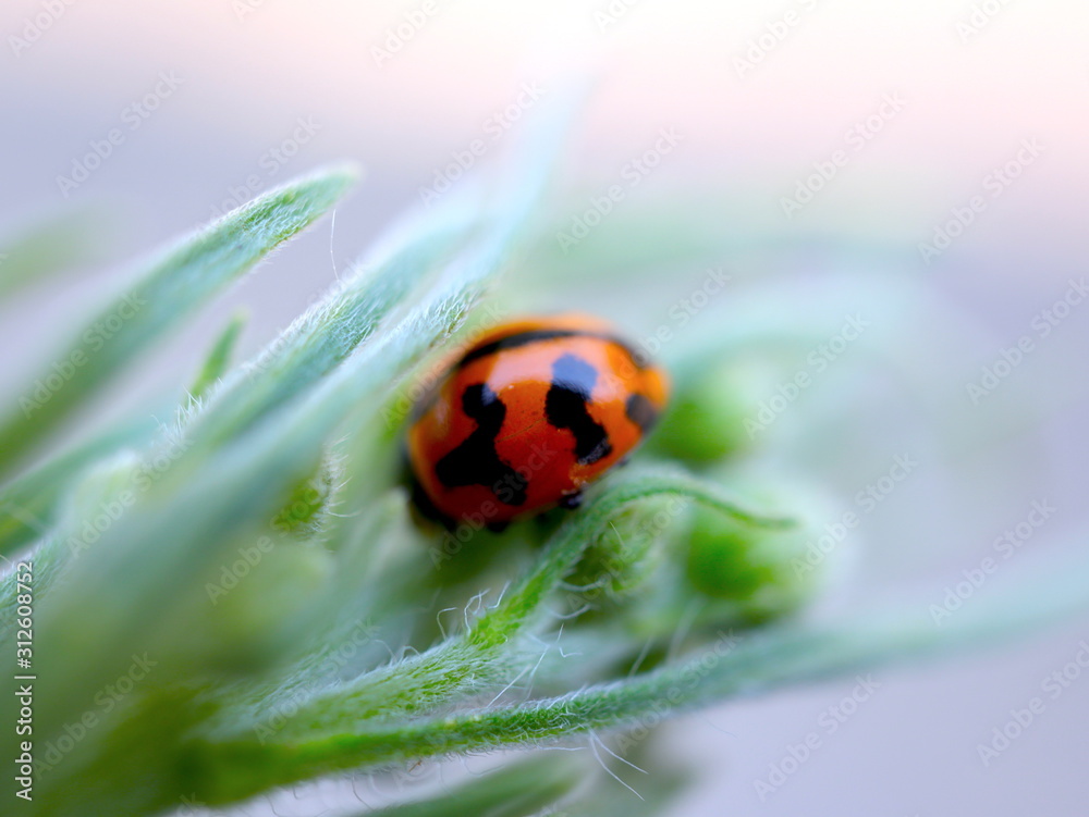 Obraz premium Lady bug sitting on a plant