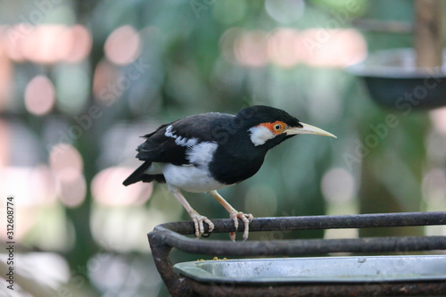 The pied myna or Asian pied starling or Jalak Suren (Gracupica contra), Local myna bird from Indonesia photo