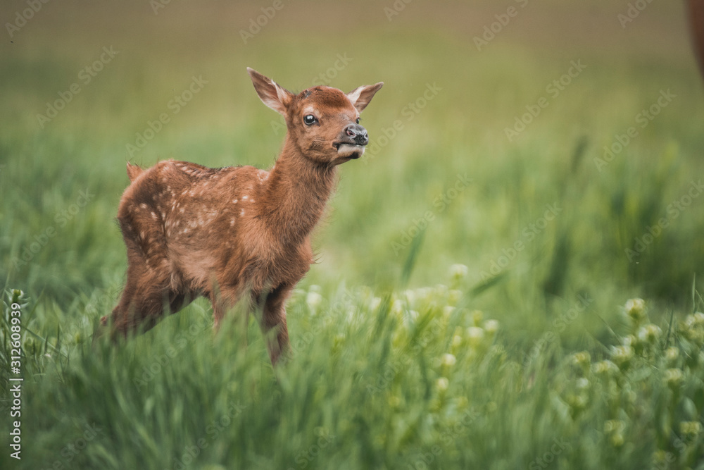 Portrait of a newborn fawn in the Spring Portrait of a newborn fawn in the Spring