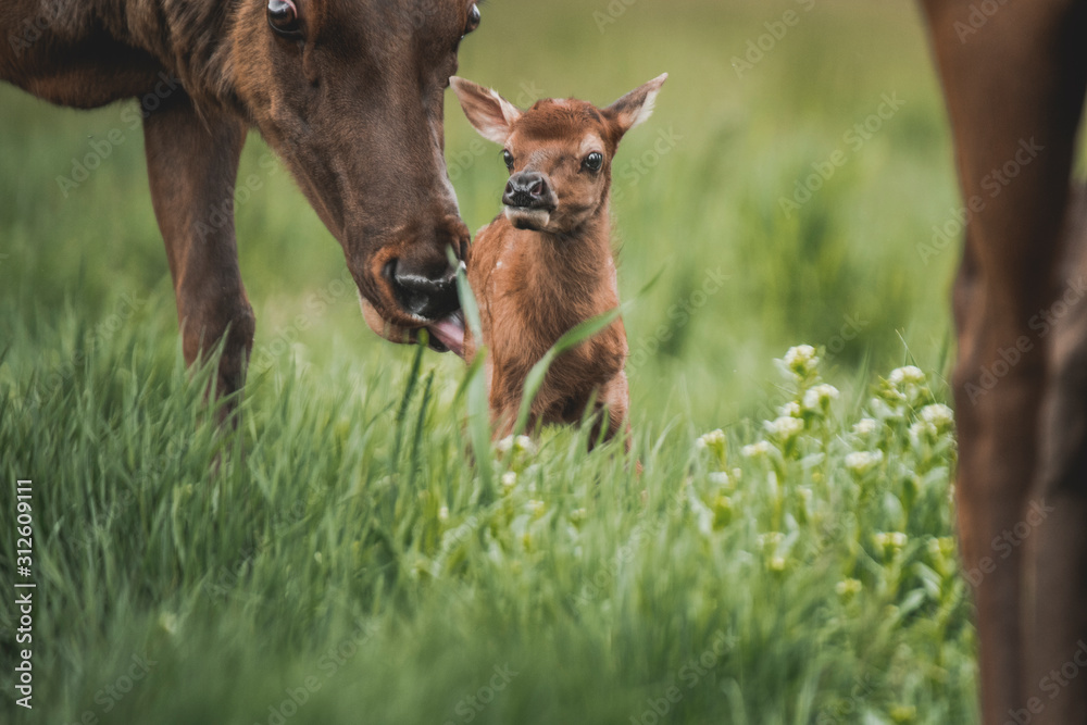 Portrait of a newborn fawn in the Spring Portrait of a newborn fawn in the Spring
