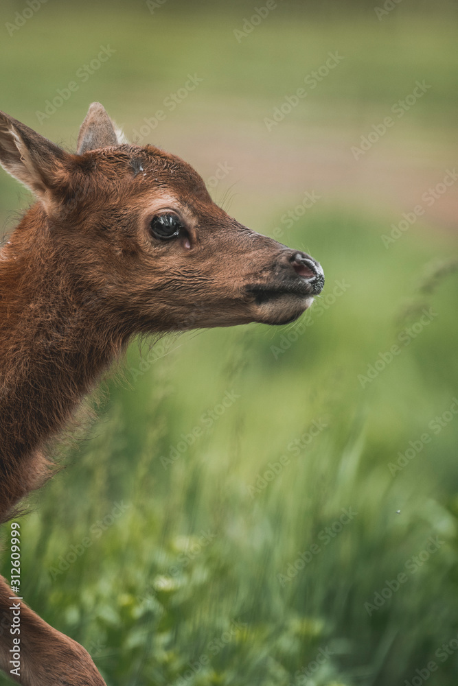 Portrait of a newborn fawn in the Spring Portrait of a newborn fawn in the Spring