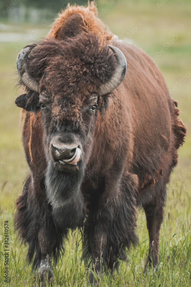 The iconic and powerful Bison bull