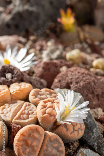 Close up of Lithops flower or living stone blossoms