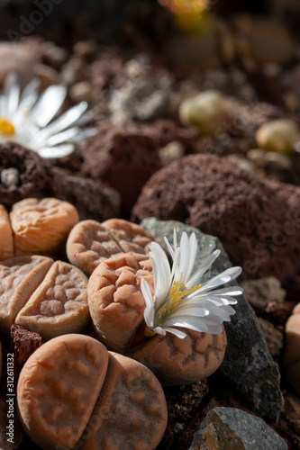 Close up of Lithops flower or living stone blossoms