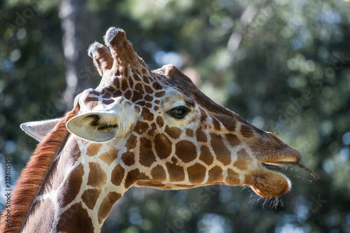 Photography giraffe