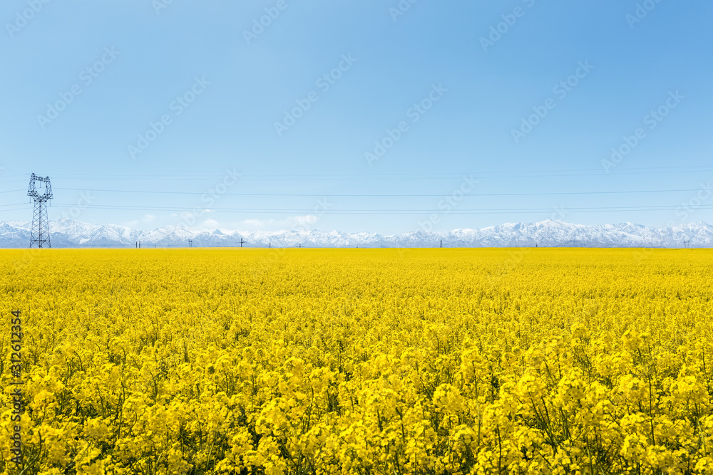 Obraz premium rapeseed flowers bloom in qinghai