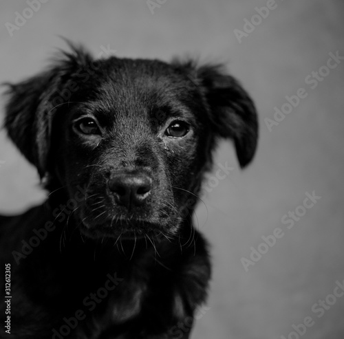 Lab Puppy