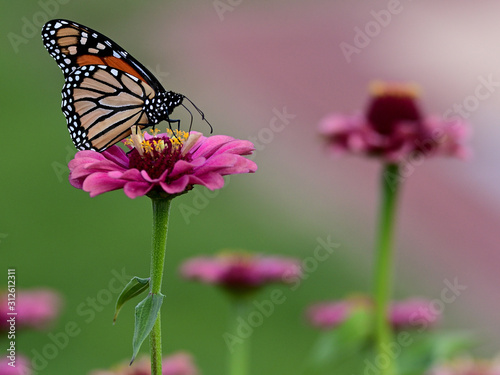 Butterfly on  © Scott