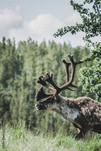 Northern Caribou in the Summer