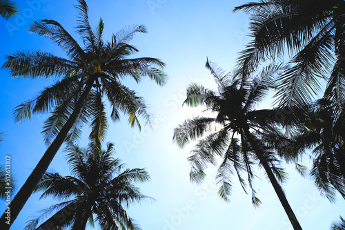Palm Tree with A Clear Sky Background