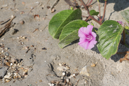 Beach Morning Glory, Seaside Morning Glory