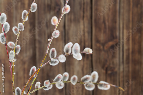 branches of flowering willow on wooden background