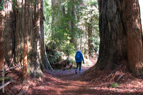 James Irvine trail to Fern Canyon Loop through the Redwoods California photo