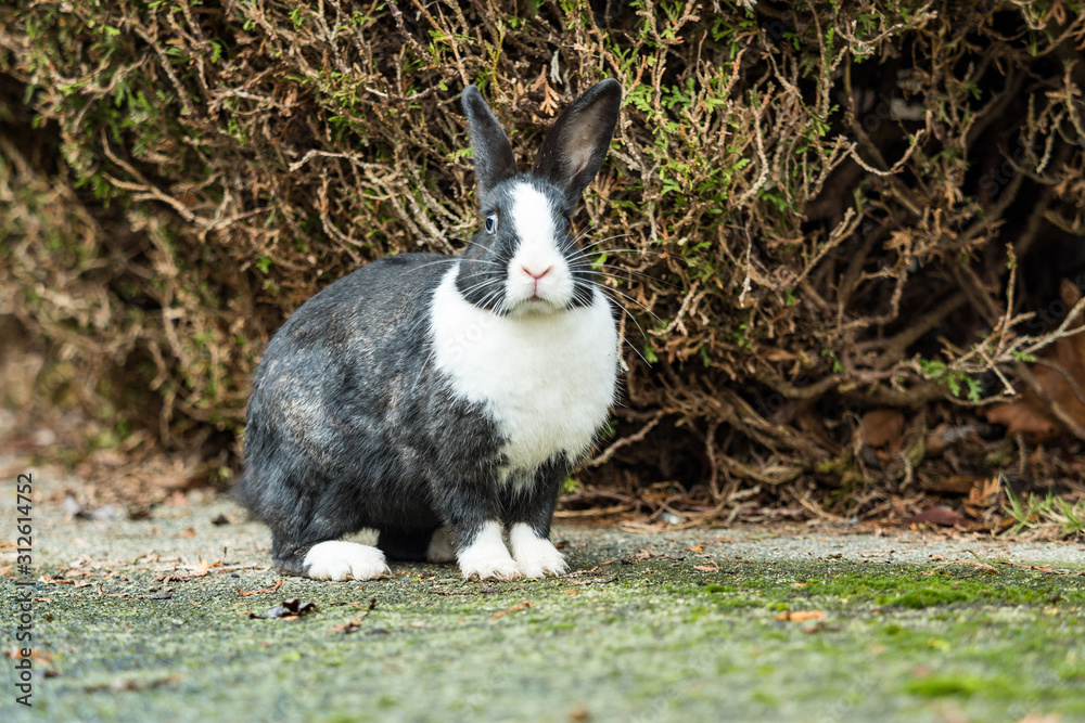 close up of one beautiful black rabbit with white haired face and chest, sitting in front of the bushes in the park staring at you.