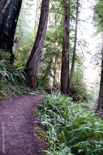 James Irvine trail to Fern Canyon Loop through the Redwoods California