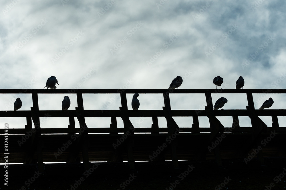 silhouette of bunch of seagulls resting on top of a wooden building near the dock on a cloudy day - obrazy, fototapety, plakaty 