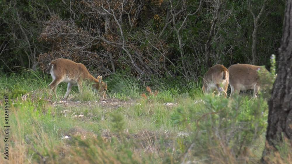 Female Iberian Ibex with two young goats in natural habitat, Spain Female Iberian Ibex with two young goats in natural habitat, Spain