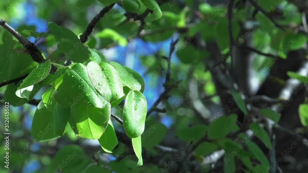 Woodland leaves in sunlight with dew drops, panning shot Woodland leaves in sunlight with dew drops, panning shot