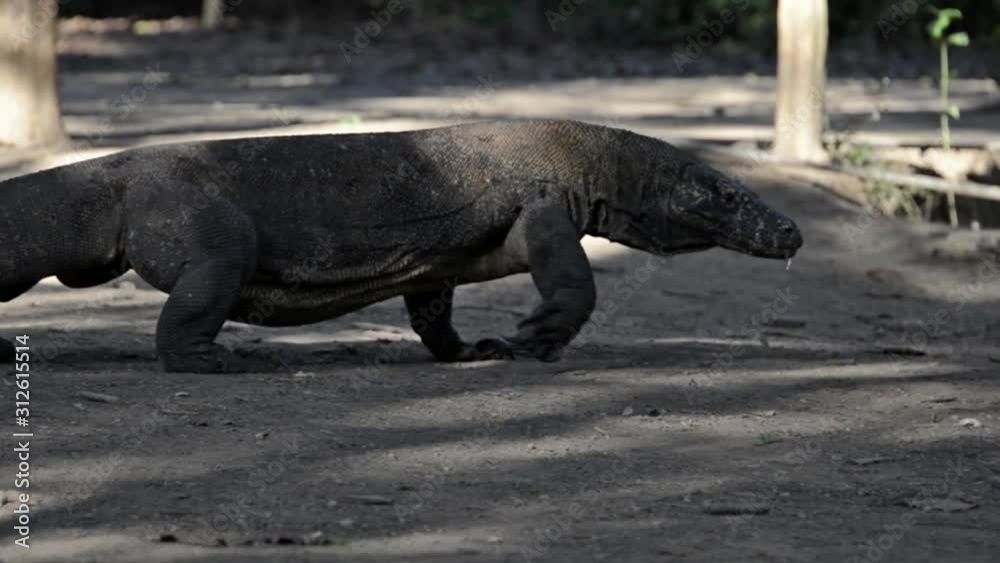Large Komodo Dragon with big belly slowly walking into the shadows. Large Komodo Dragon with big belly slowly walking into the shadows.