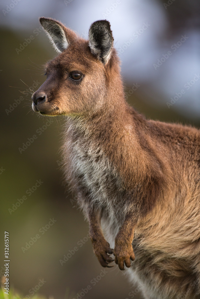 Fototapeta premium Portrait of a western grey kangaroo, Macropus fuliginosus, subspecies Kangaroo Island kangaroo.