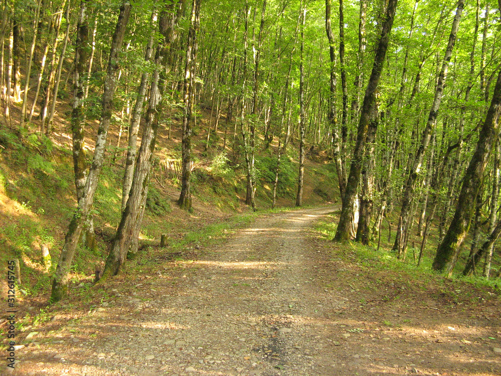 Beautiful Dirt Road In The Forest. Crossing a dirt road through the forest. Beautiful Dirt Road In The Forest. Crossing a dirt road through the forest.
