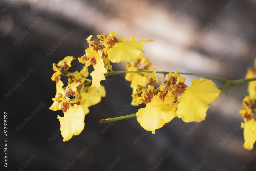 Kandyan Dancer Orchids / Oncidium Sphacelatum flowers ,Sri lanka Kandyan Dancer Orchids / Oncidium Sphacelatum flowers ,Sri lanka