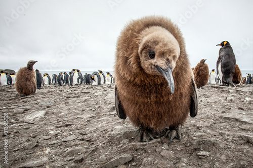 King Penguins, adults and chicks, South Georgia, Antarctica photo