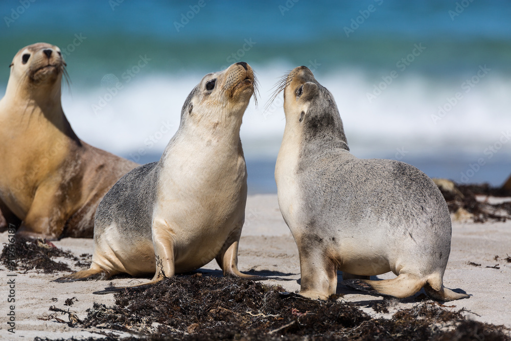 Fototapeta premium Young Australian sea lions, Neophoca cinerea, face to face on the beach.