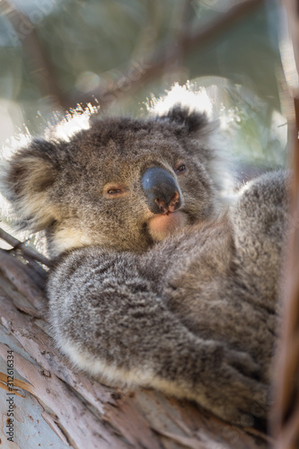 Fototapeta Naklejka Na Ścianę i Meble -  A koala,  Phascolarctos cinereus, reclining in a eucalyptus tree.