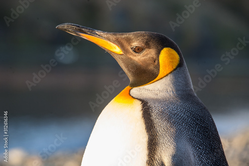 King Penguins, adults and chicks, South Georgia, Antarctica photo